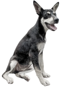 kopi-hero-dogi